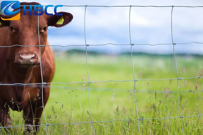 cattle fence cow Product news from HBCC cattle fence cow Product news from HBCC